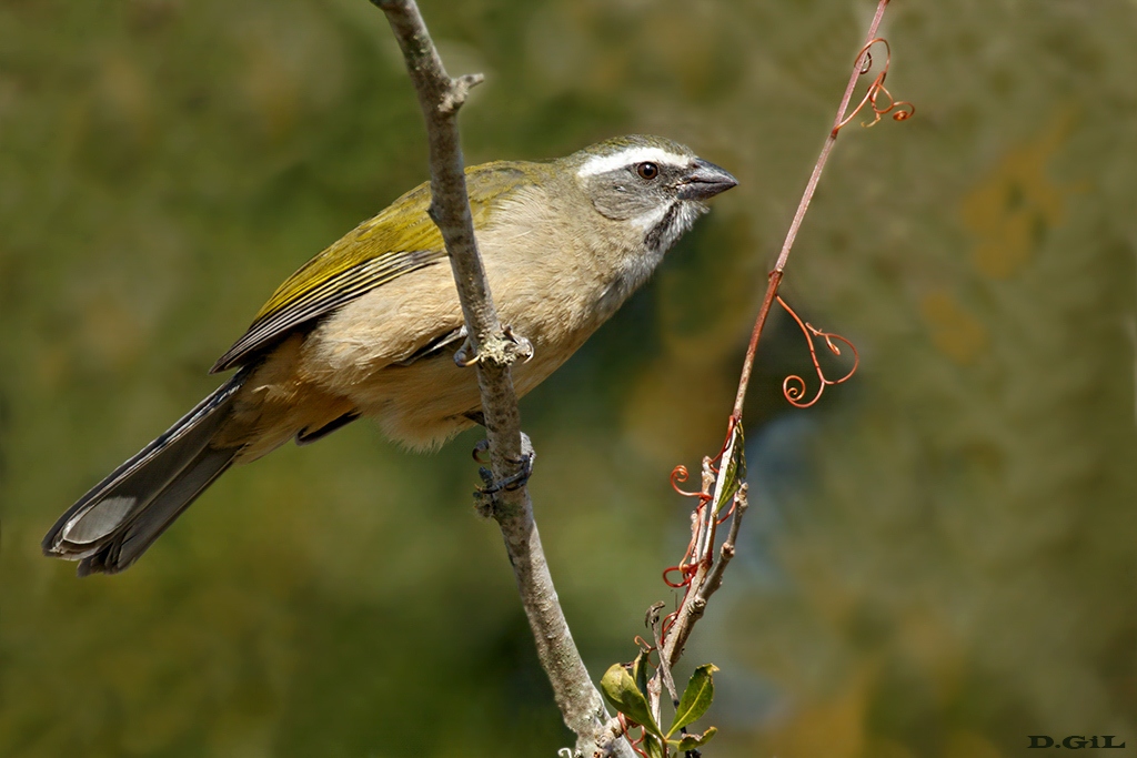 similis2q6a9511 